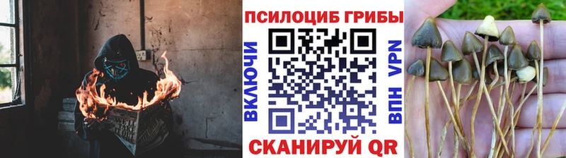 Псилоцибиновые грибы Magic Shrooms Сосенский